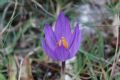 Crocus thomasii