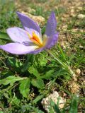 Crocus thomasii