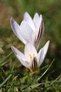 Crocus biflorus