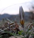 Crocus biflorus