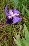 Iris marsica