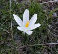 Crocus neapolitanus