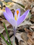 Crocus neglectus