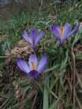 Crocus neglectus