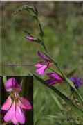 Gladiolus italicus