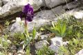 Iris lutescens