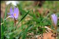 Crocus reticulatus