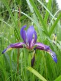 Iris graminea