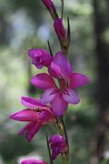 Gladiolus byzantinus