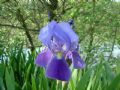 Iris germanica