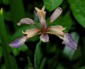 Chamaeiris foetidissima