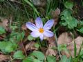 Crocus longiflorus