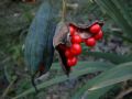 Chamaeiris foetidissima