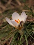 Crocus biflorus