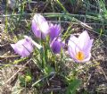 Crocus thomasii