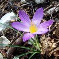 Crocus neglectus