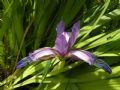 Iris graminea