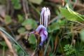 Crocus biflorus