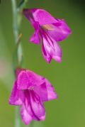 Gladiolus palustris