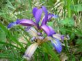 Iris graminea