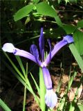 Iris lorea