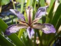 Chamaeiris foetidissima