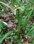 Chamaeiris foetidissima