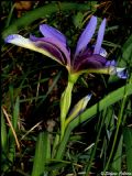 Iris graminea