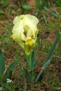 Iris lutescens