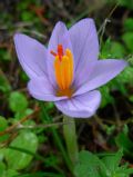 Crocus longiflorus