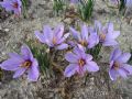 Crocus sativus