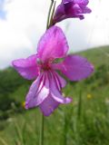 Gladiolus palustris