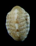 Ischnochiton usticensis