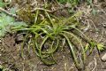 Isoetes sp.