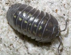 Armadillidiidae