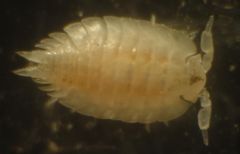 Platyarthridae