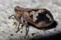 Latilica sp.