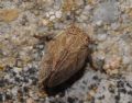 Agalmatium flavescens