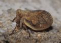 Agalmatium flavescens