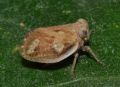 Agalmatium flavescens