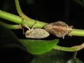 Issus sp.