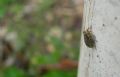 Issus sp.