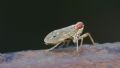 Issus coleoptratus