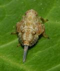 Issus sp.