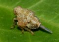 Issus sp.