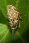 Issus sp.