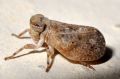 Hysteropterum sp.