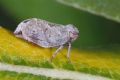Hysteropterum sp.