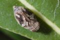 Agalmatium sp.