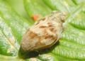 Latissus dilatatus (cfr.)